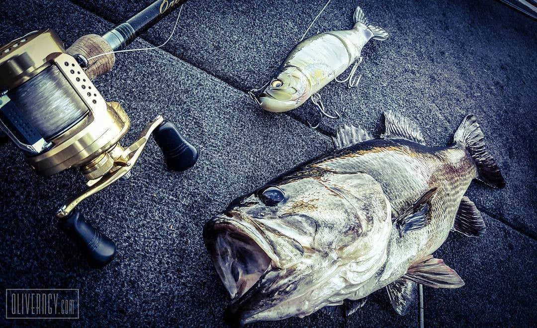 Bass Fishing with the Megabass Islide 262T Swimbait – Big Bass Dreams